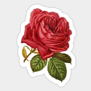 Red Rose Flower Sticker